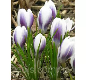 Крокус Ботанічний Prins Claus 5 цибулин Крокус Ботанічний Prins Claus 5 цибулин