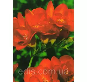 Фрезія махрова червона 5 цибулин Фрезія махрова червона 5 цибулин