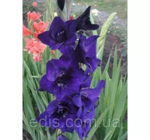 Гладіолус Black Velvet (Блек Велвет) 10/12 3 шт./уп., великоквітковий Гладіолус Black Velvet (Блек Велвет) 10/12 3 шт./уп., великоквітковий