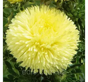 Айстра принцеса Олександра 0,3 г насіння Яскрава Айстра принцеса Олександра 0,3 г насіння Яскрава