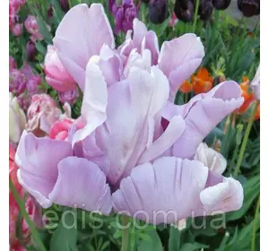 Тюльпан папуговий James Last (Джеймс Лест) 3 цибулини Тюльпан папуговий James Last (Джеймс Лест) 3 цибулини