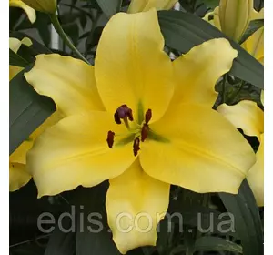 Лілія гігант Faconnable (Фэконнебл) 1 цибулина 12/14 Лілія гігант Faconnable (Фэконнебл) 1 цибулина 12/14