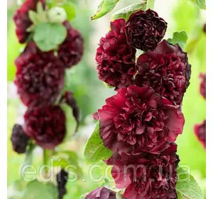 Мальва махрова Бордово-чорна 0,3 г Мальва махрова Бордово-чорна 0,3 г