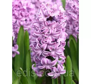 Гіацинт Splendid Cornelia 1 цибулина (калібр 18/19 - дуже великий) Гіацинт Splendid Cornelia 1 цибулина (калібр 18/19 - дуже великий)