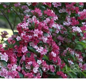 Вейгела Carnaval (Карнавал), саджанець Вейгела Carnaval (Карнавал), саджанець