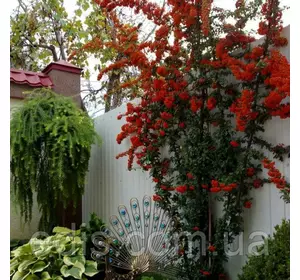 Піраканта Red Cushion у контейнері Піраканта Red Cushion у контейнері