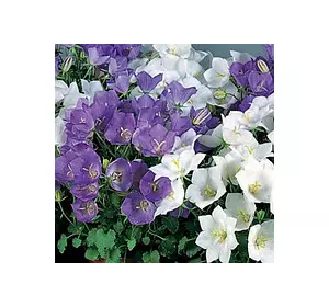 Дзвоники Карпатські 0,1 г, насіння Яскрава Дзвоники Карпатські 0,1 г, насіння Яскрава