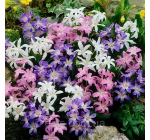 Хіонодокса, суміш 9 цибулин Хіонодокса, суміш 9 цибулин