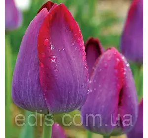 Тюльпан Тріумф Pittsburg 3 цибулинки Тюльпан Тріумф Pittsburg 3 цибулинки