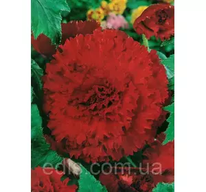 Бегонія бульбова Фимбриата Темно Червона, 1 бульба Бегонія бульбова Фимбриата Темно Червона, 1 бульба