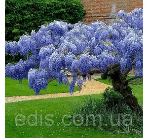 Гліцинія Blue Moon саджанець 3 р. в контейнері 2 л. Гліцинія Blue Moon саджанець 3 р. в контейнері 2 л.