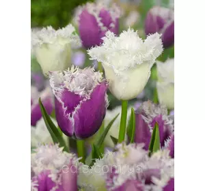 Арт-набір Зимовий ранок, 7 цибулин тюльпанів Арт-набір Зимовий ранок, 7 цибулин тюльпанів