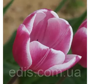 Тюльпан бахромчастий Jambo Beauty (Джамбо Бьюті) 3 цибулинки Тюльпан бахромчастий Jambo Beauty (Джамбо Бьюті) 3 цибулинки