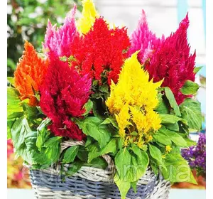 Целозія Пір'яста, насіння Яскрава 0.2 г Целозія Пір'яста, насіння Яскрава 0.2 г