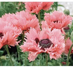 Мак багаторічний Pink Ruffles Мак багаторічний Pink Ruffles