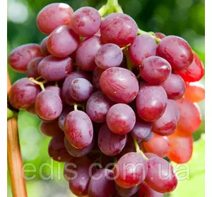 Виноград Лівія Виноград Лівія