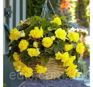 Бегонія бульбова Ампельна з гігантською квіткою Жовта, 1 бульба Бегонія бульбова Ампельна з гігантською квіткою Жовта, 1 бульба