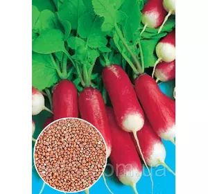 Редиска 18 днів 100 г, вагове насіння Яскрава Редиска 18 днів 100 г, вагове насіння Яскрава