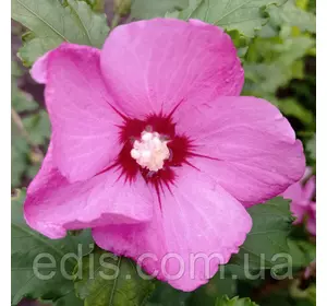 Гібіскус деревовидний Насичено Рожевий Гібіскус деревовидний Насичено Рожевий