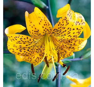 Лілія звисаюча Leichtlinii 1 цибулина 14/16 Лілія звисаюча Leichtlinii 1 цибулина 14/16