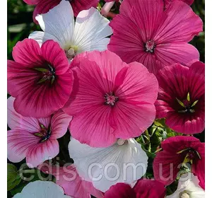 Малопа суміш 0,1 г, насіння Яскрава Малопа суміш 0,1 г, насіння Яскрава