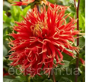 Жоржина Фимбриата Show 'N' Tell Жоржина Фимбриата Show 'N' Tell