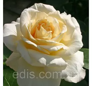 Троянда Ла Перла (La Perla) чайно-гібридна Троянда Ла Перла (La Perla) чайно-гібридна