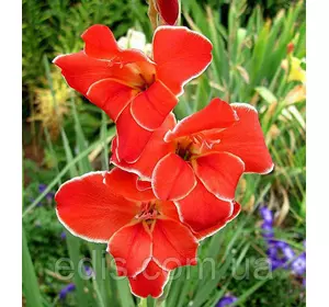 Гладіолус nanus Atom (нанус Атом) 10/12 мініатюрний, 3 цибулини/пач. Гладіолус nanus Atom (нанус Атом) 10/12 мініатюрний, 3 цибулини/пач.