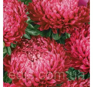 Айстра карликова Маргарита 0,3 г насіння Яскрава Айстра карликова Маргарита 0,3 г насіння Яскрава