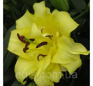 Лілія орієнтальна махрова Exotic Sun 1 цибулина 12/14 Лілія орієнтальна махрова Exotic Sun 1 цибулина 12/14