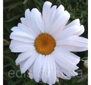 Королиця (ромашка садова) Maxima Kenig, гігантська, пізня Королиця (ромашка садова) Maxima Kenig, гігантська, пізня