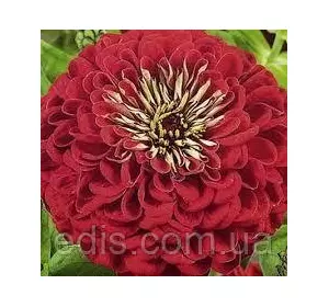 Цинія махрова Вишневий Король 0,5 г, насіння Яскрава Цинія махрова Вишневий Король 0,5 г, насіння Яскрава