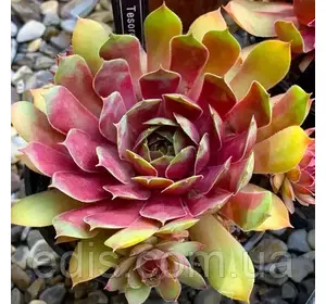 Молодило Tesoro (Скарб), Ø 15 см. Молодило Tesoro (Скарб), Ø 15 см.