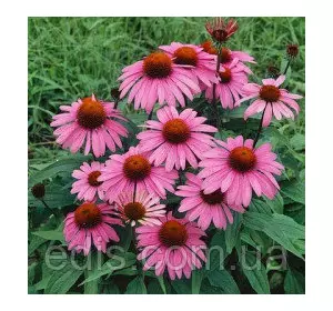 Ехінацея пурпурна Magnus (Магнус) Р9 Ехінацея пурпурна Magnus (Магнус) Р9