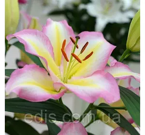 Лілія орієнтальна Captain Tricolore 1 цибулина 12/14 Лілія орієнтальна Captain Tricolore 1 цибулина 12/14