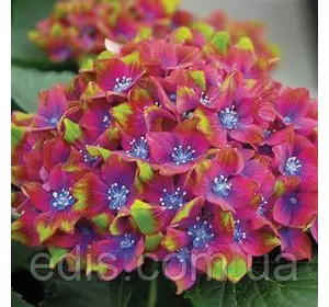 Гортензія Schloss Wackerbarth (Шлосс Вакербарт) у контейнері Гортензія Schloss Wackerbarth (Шлосс Вакербарт) у контейнері