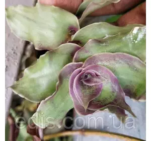 Каллізія Конгеста Dragon's Tail (Хвост дракона) 15-20 см. 3-4 шт. 0,2 л. Каллізія Конгеста Dragon's Tail (Хвост дракона) 15-20 см. 3-4 шт. 0,2 л.