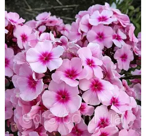 Флокс волотистий Bright Eyes (Брай Айс) кореневище Флокс волотистий Bright Eyes (Брай Айс) кореневище