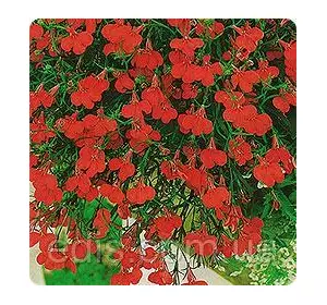 Лобелія Червоний килим 0,1 г Лобелія Червоний килим 0,1 г