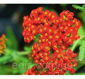 Деревій Walter Funke Деревій Walter Funke