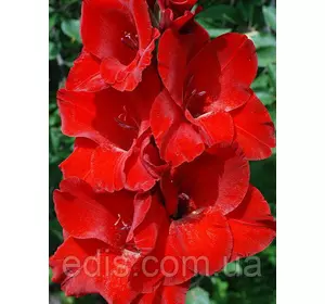 Гладіолус Oskar (Оскар) 3 цибулини 10/12 3 цибулини Гладіолус Oskar (Оскар) 3 цибулини 10/12 3 цибулини