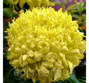 Чорнобривці високі гігантські Фантастік жовті 0,3 г, насіння Яскрава Чорнобривці високі гігантські Фантастік жовті 0,3 г, насіння Яскрава