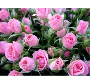 Троянда Спрей Лінда Троянда Спрей Лінда