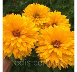 Гелиопсис махровий Summer Sun Гелиопсис махровий Summer Sun