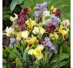 Суміш низькорослих ірисів 10 шт. Суміш низькорослих ірисів 10 шт.