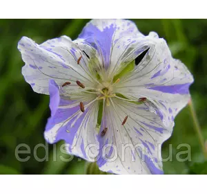 Садова Герань Splish Splash Садова Герань Splish Splash