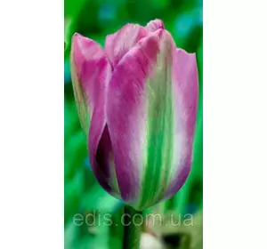Тюльпан вірідіфлора Violet Bird (Вайлет Бйорд) 3 цибулинки Тюльпан вірідіфлора Violet Bird (Вайлет Бйорд) 3 цибулинки