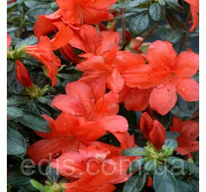 Рододендрон Radja (азалія японська) в контейнері Рододендрон Radja (азалія японська) в контейнері