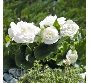 Бегонія бульбова махрова New Star Біла, 1 бульба Бегонія бульбова махрова New Star Біла, 1 бульба