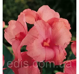 Канна низькоросла Chinese Coral (Чайниз Корал) Канна низькоросла Chinese Coral (Чайниз Корал)